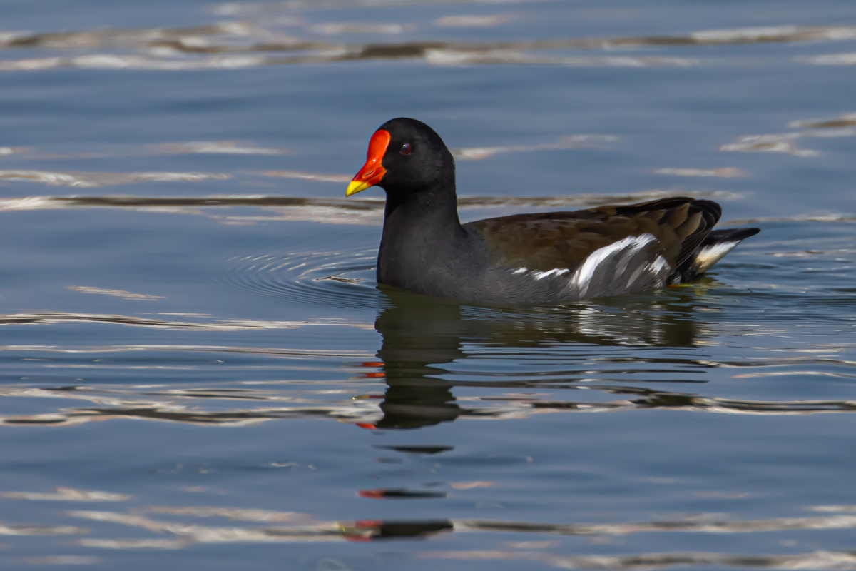 黑水鸡:水中游泳. - happy爸爸之大道自然 - 图虫