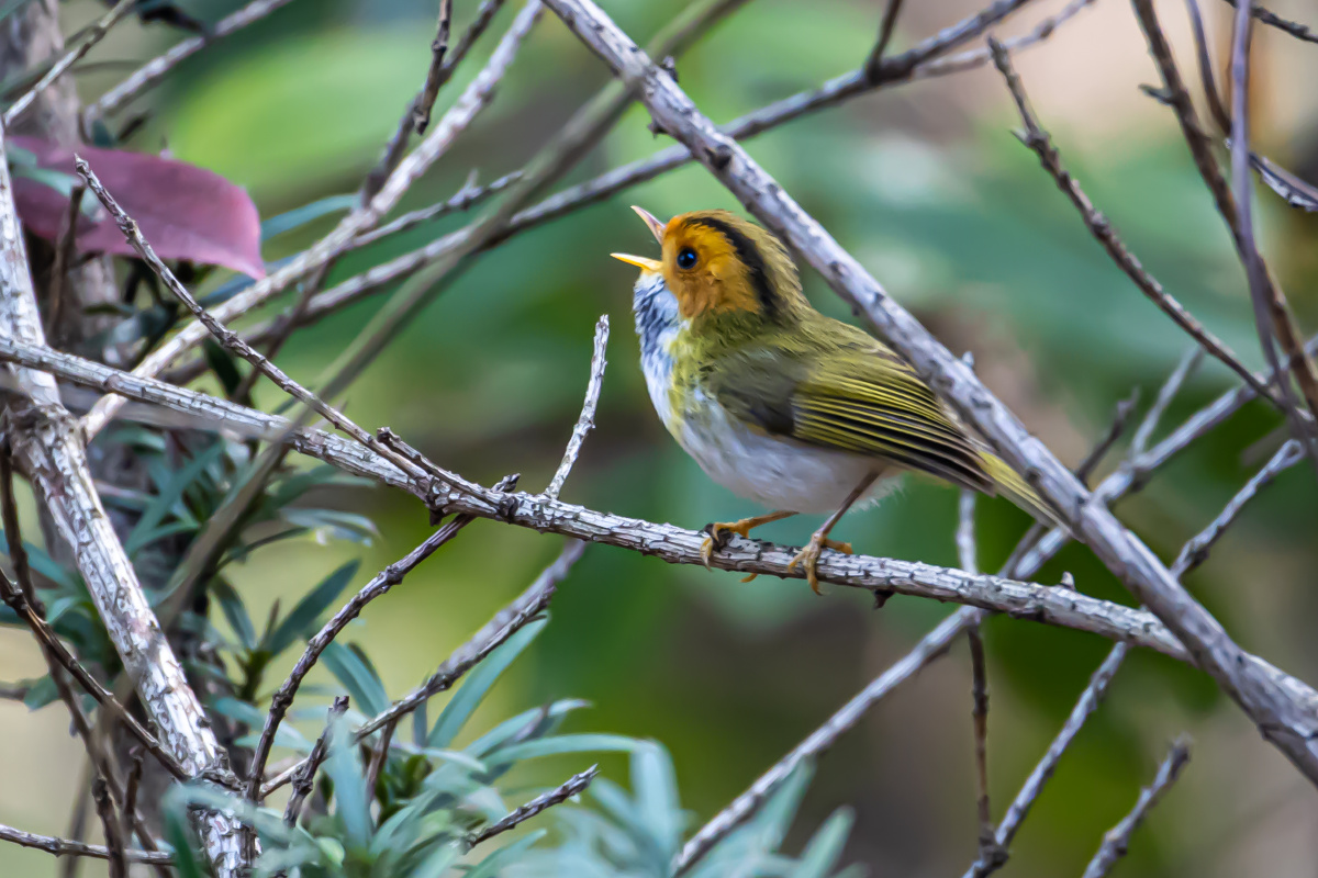 棕脸鹟莺树枝间高声歌唱