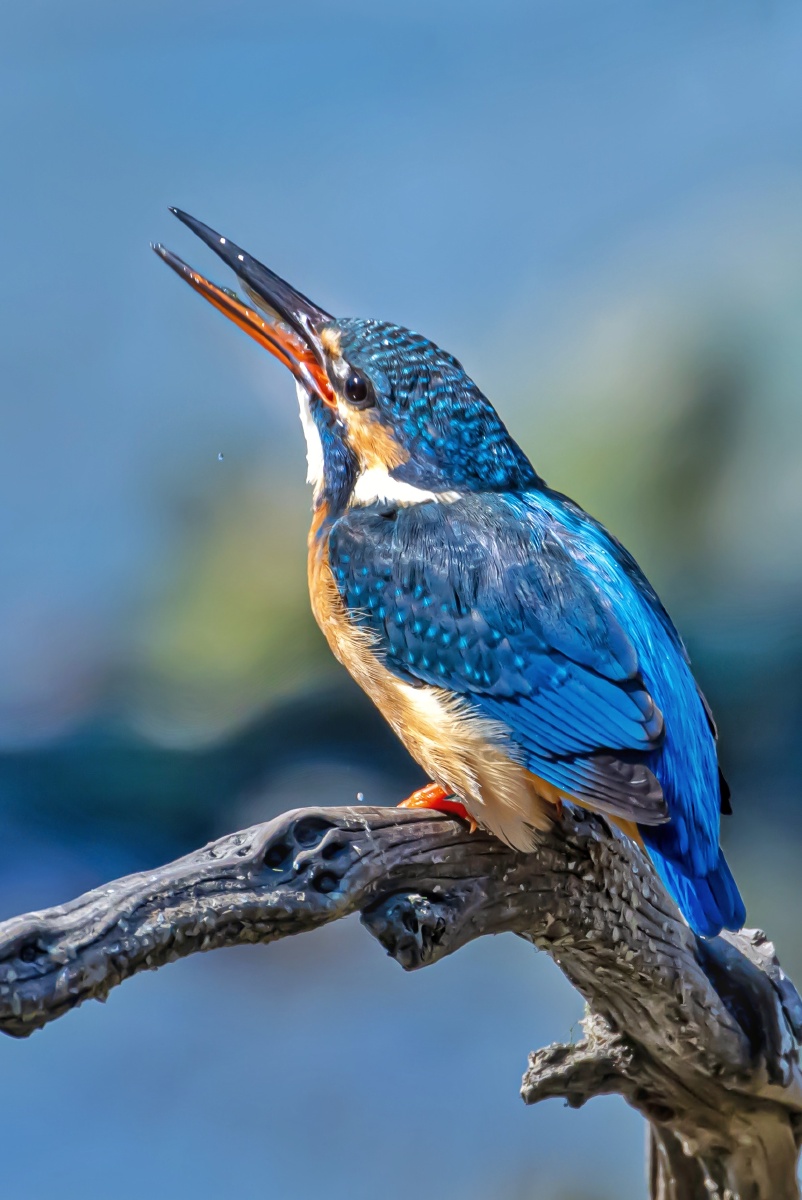 小翠鸟仰脖吃鱼