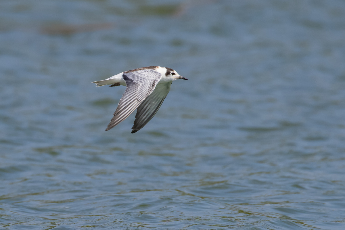 白翅浮鸥水面上飞行