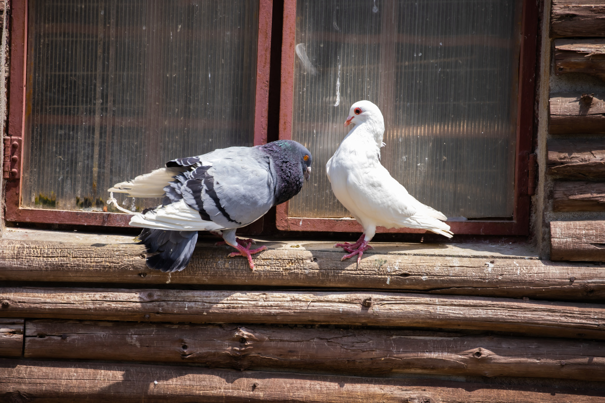 鸽子求偶简直就是灰白配的节奏呢