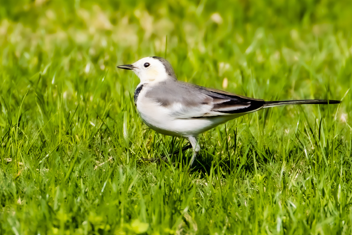白鹡鸰草坪上觅食