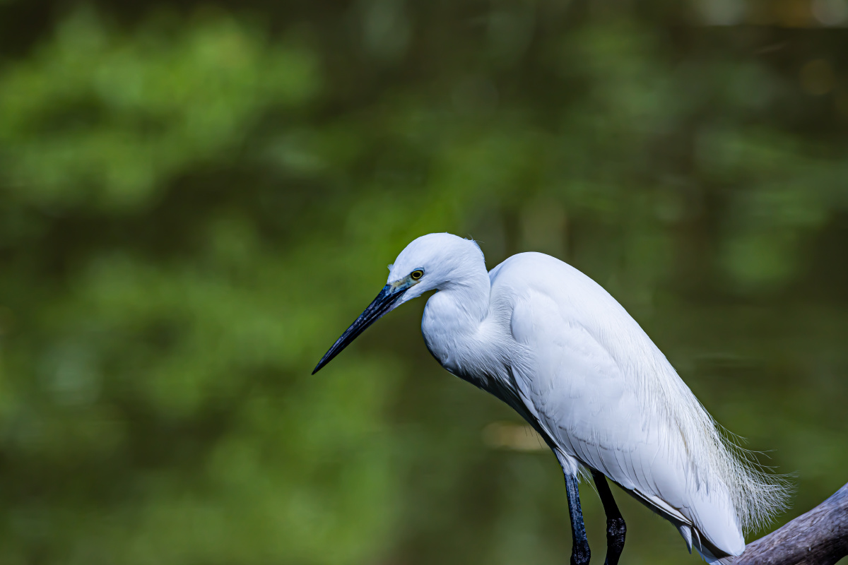 白鹭头部脖子特写