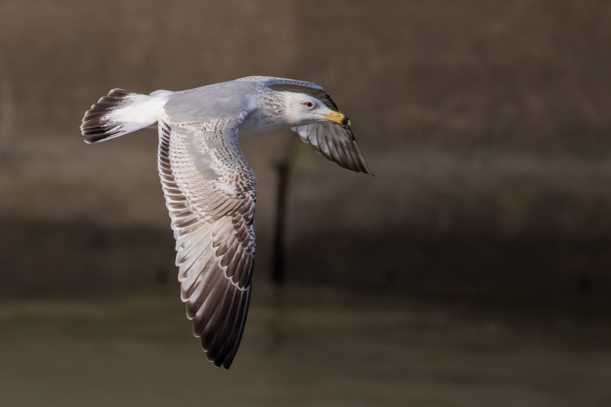 西伯利亚银鸥空中飞行看着羽毛颜色还得等几年才能变为成鸟呢