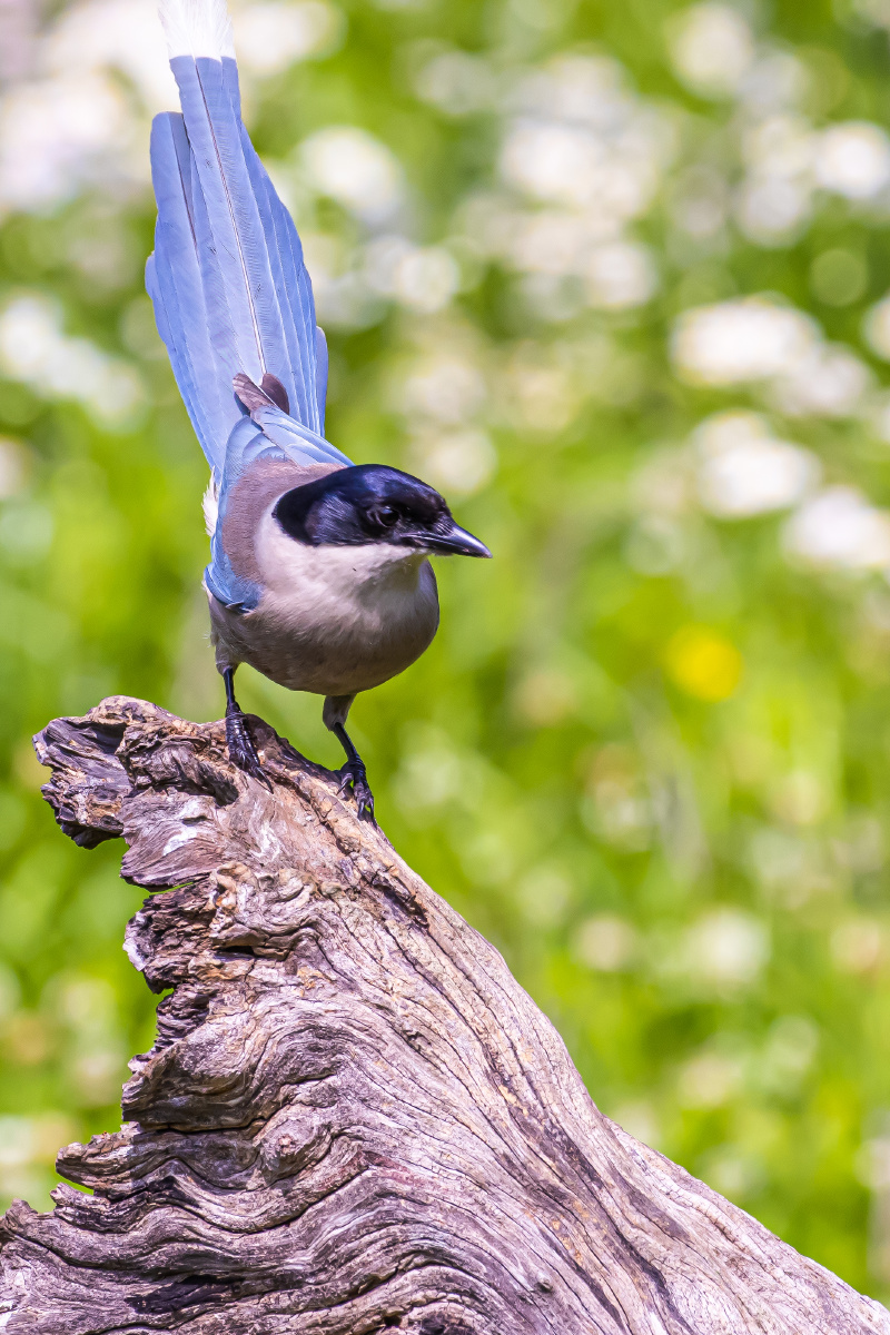 灰喜鹊:这尾巴翘的可以. - happy爸爸之大道自然 - 图虫