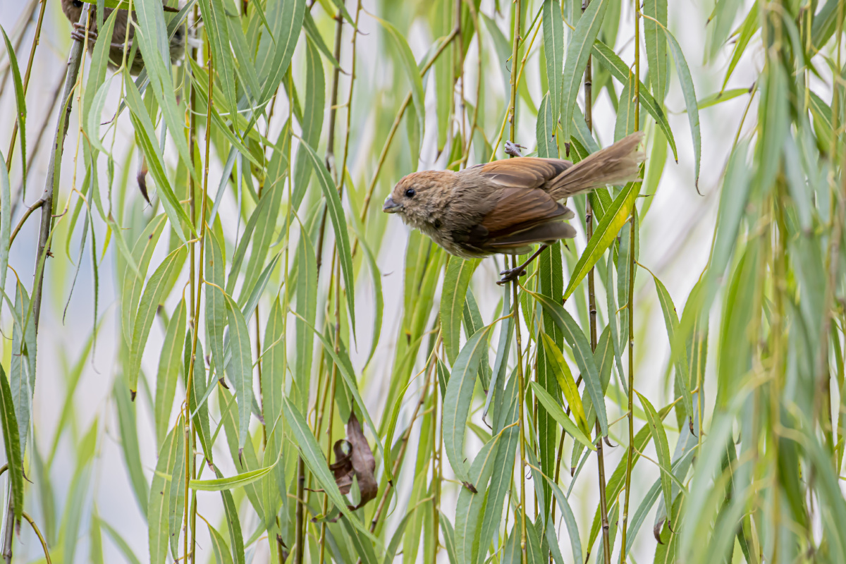 棕头鸦雀柳树枝上觅食