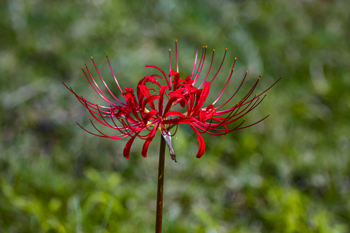 彼岸花一枝独秀