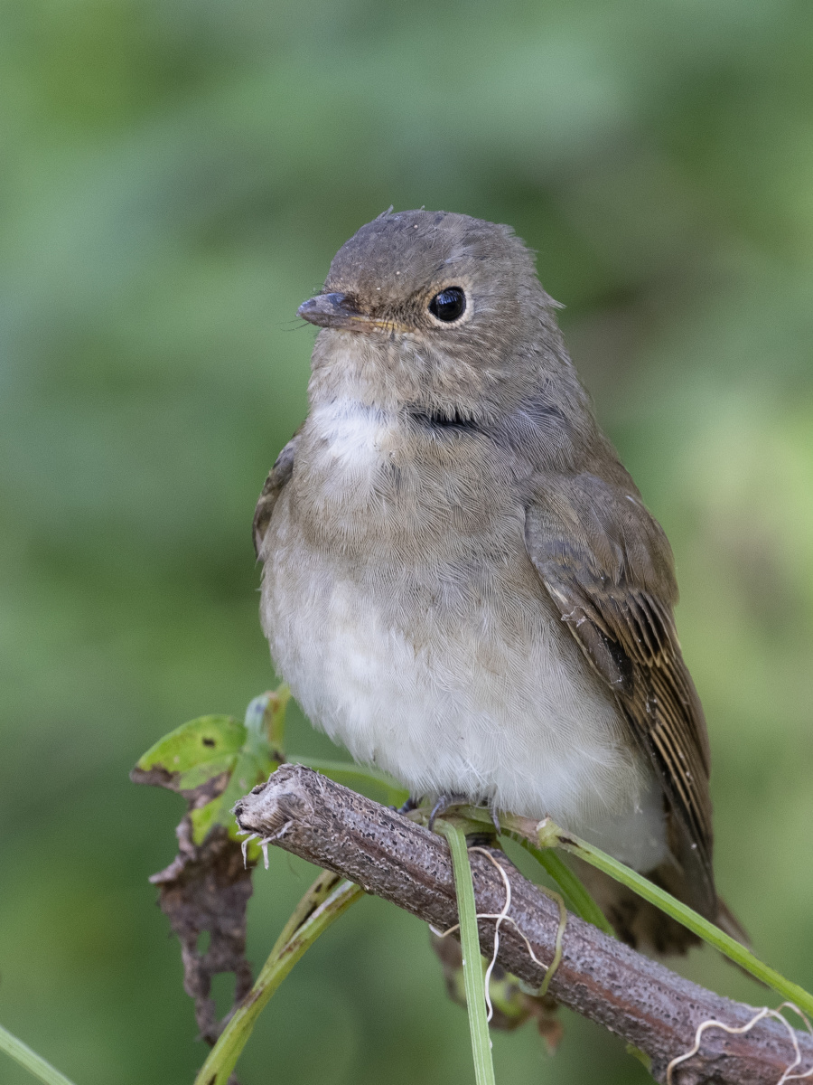 白腹蓝鹟雌鸟幼鸟枝头小憩