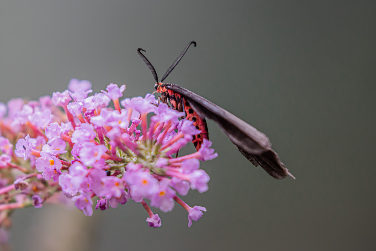 这是一种蛾子还是一种蝴蝶呢?(凤斑蛾)
