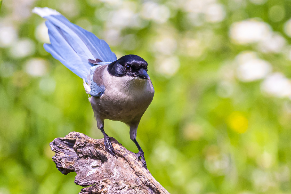 灰喜鹊:这尾巴翘的可以. - happy爸爸之大道自然 - 图虫