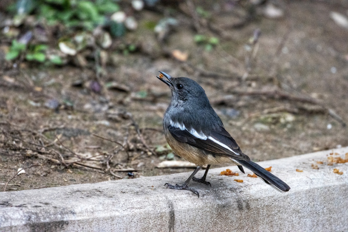 小鹊鸲雌鸟找到吃的喽