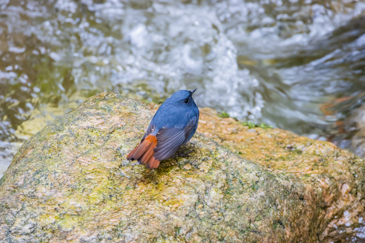 红尾水鸲雄鸟小溪边石头上欣赏溪水