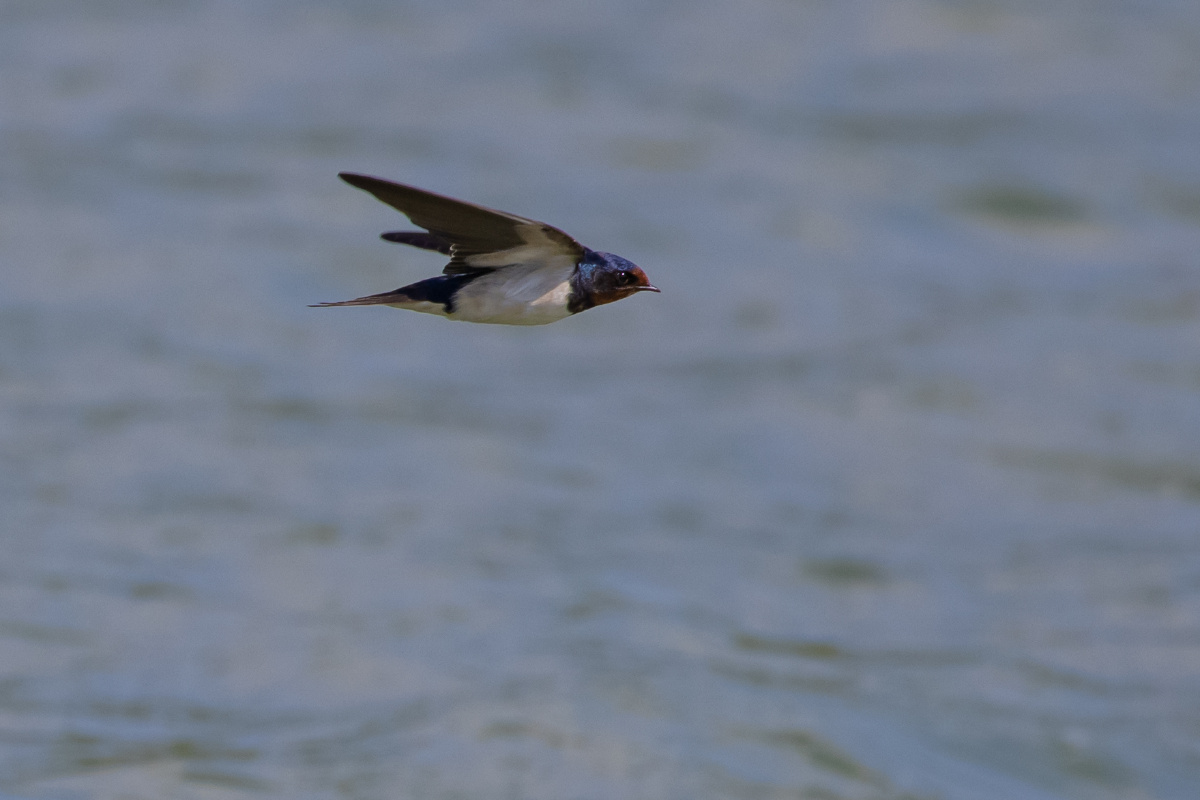 燕子贴着水面飞行