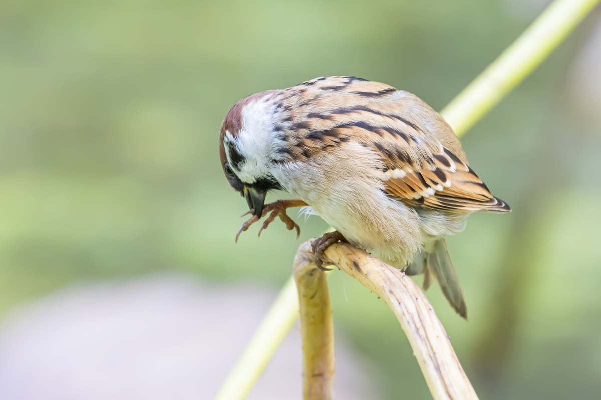 麻雀站在荷花杆上梳理羽毛