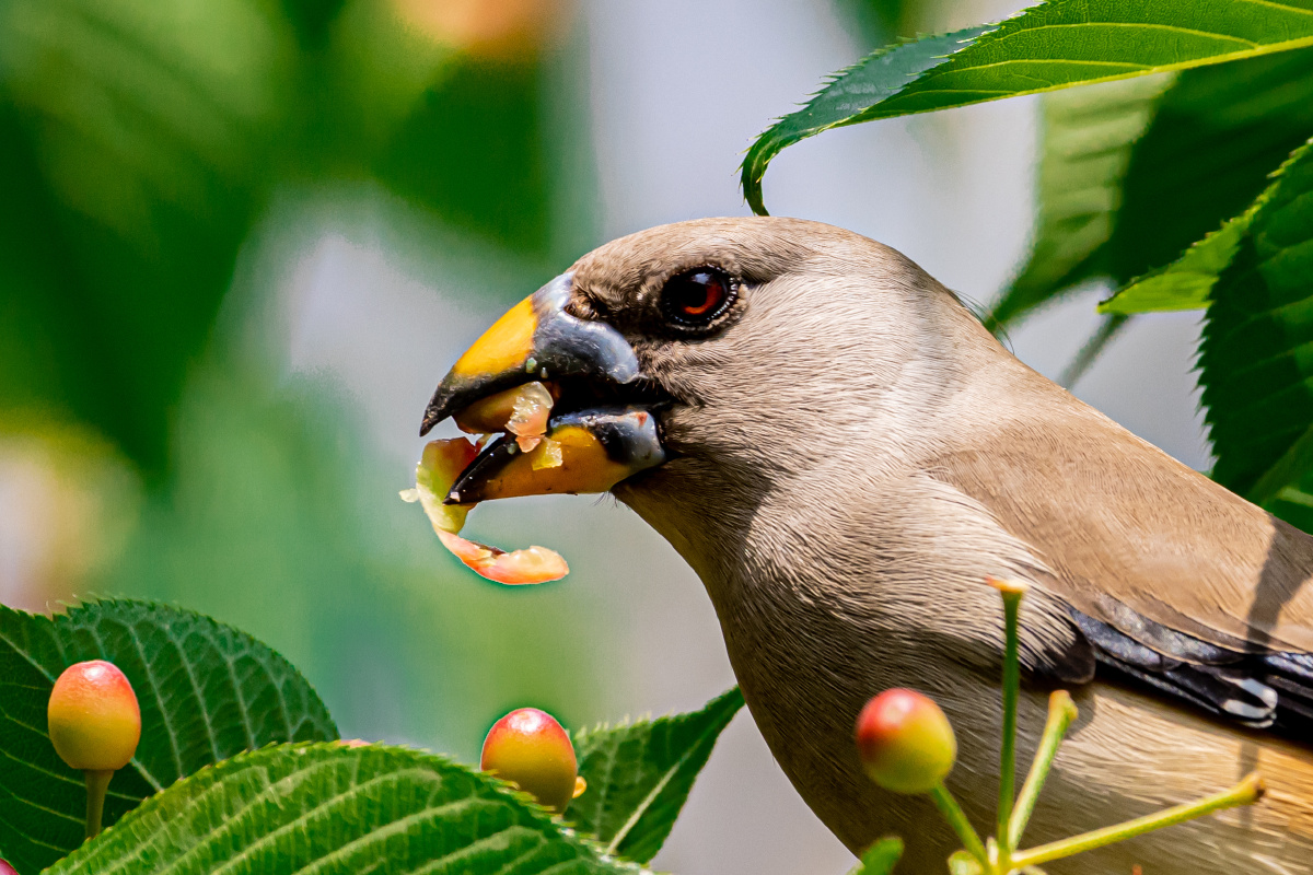 黑尾蜡嘴雀:枝间,吃樱桃.(雌鸟)