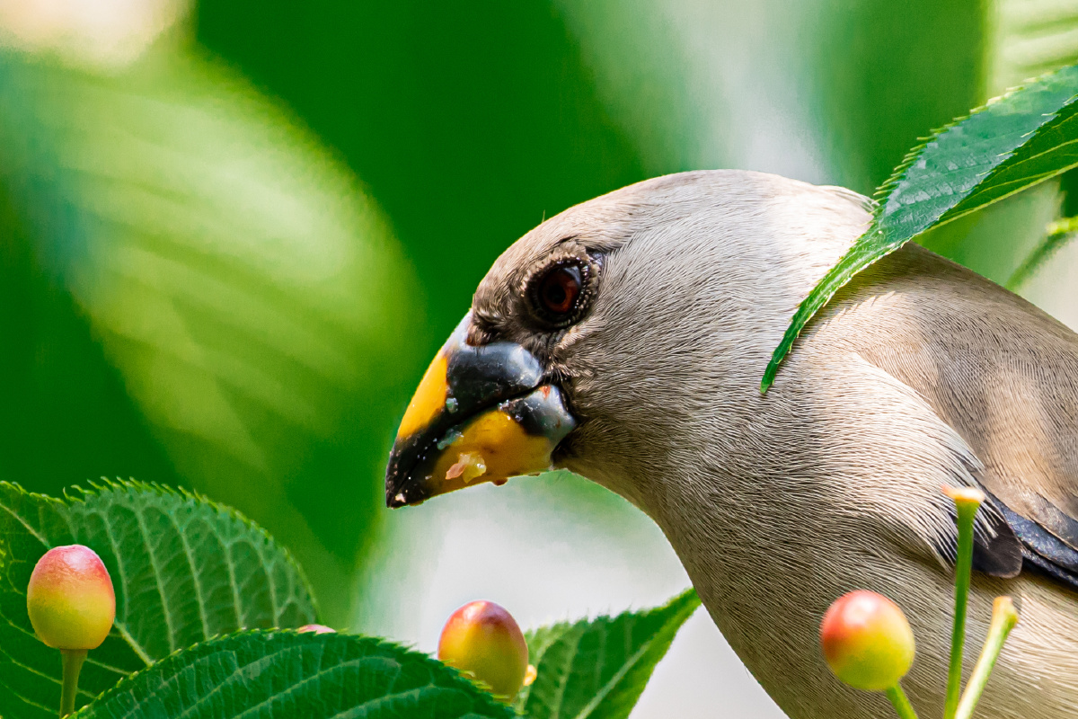 黑尾蜡嘴雀:枝间,吃樱桃.(雌鸟)