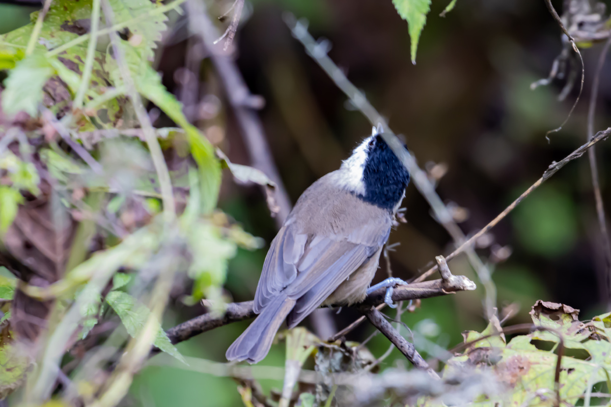 黑喉山雀树丛中觅食