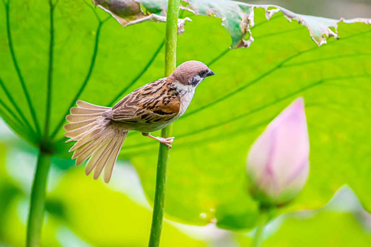 麻雀荷花枝上展尾