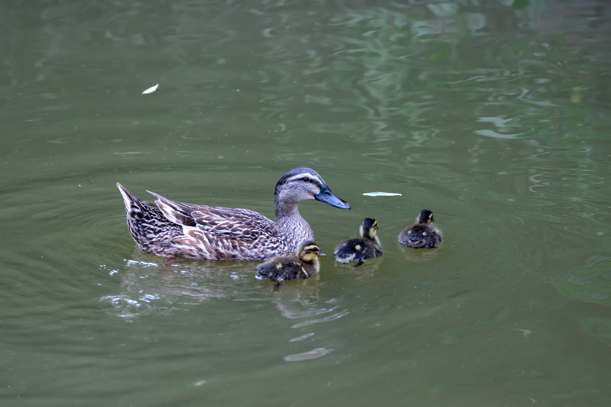 斑嘴鸭和它的三个幼崽在水中游走