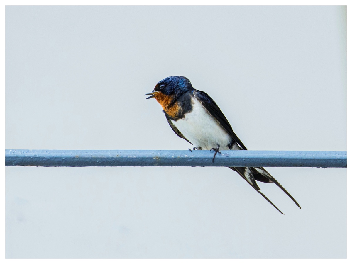 小燕子两根尾羽经典特征