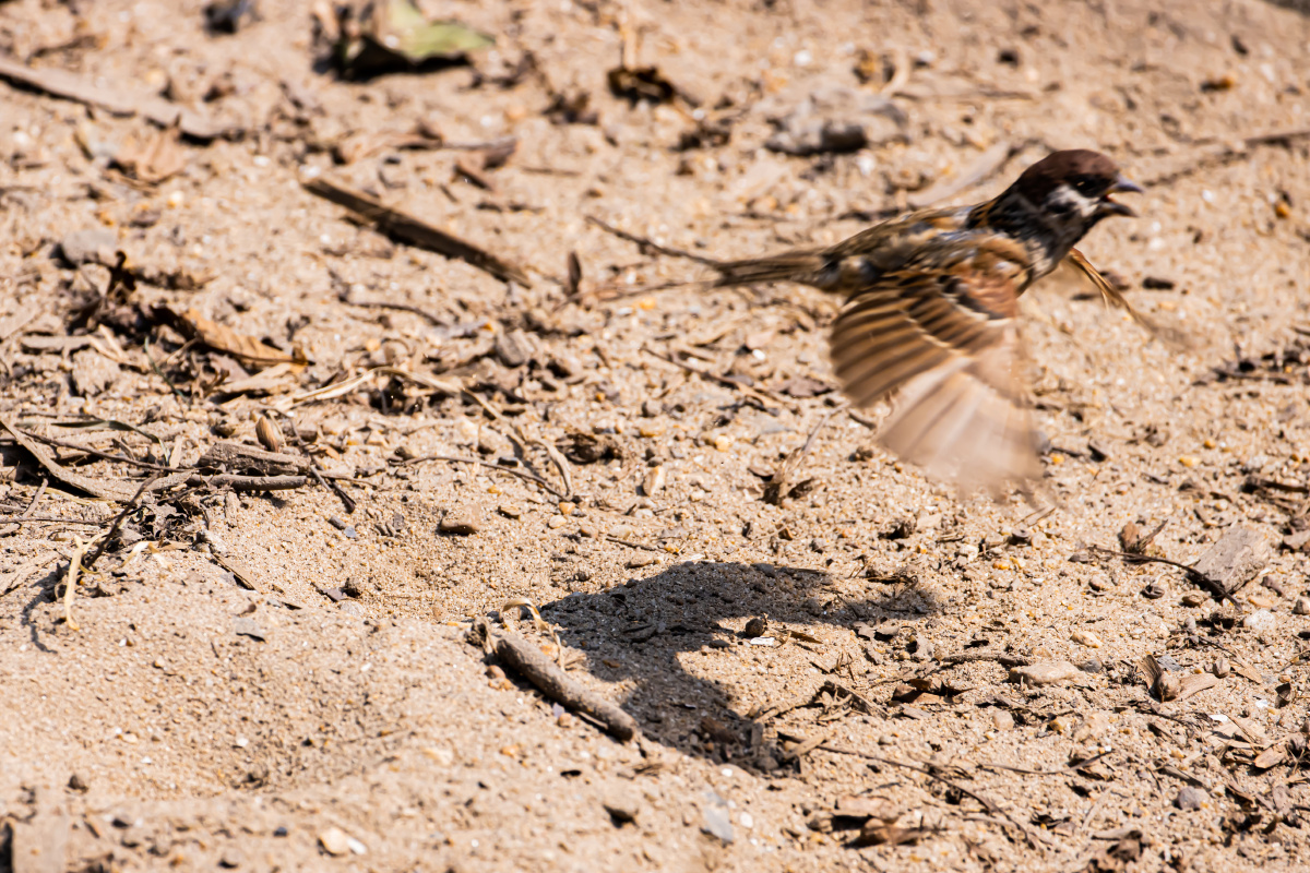 小麻雀在沙地上用沙子干洗澡呢
