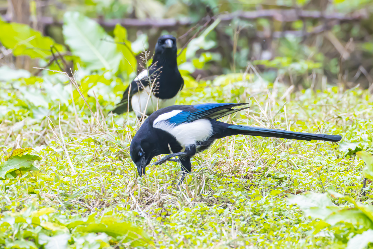 喜鹊地上觅食