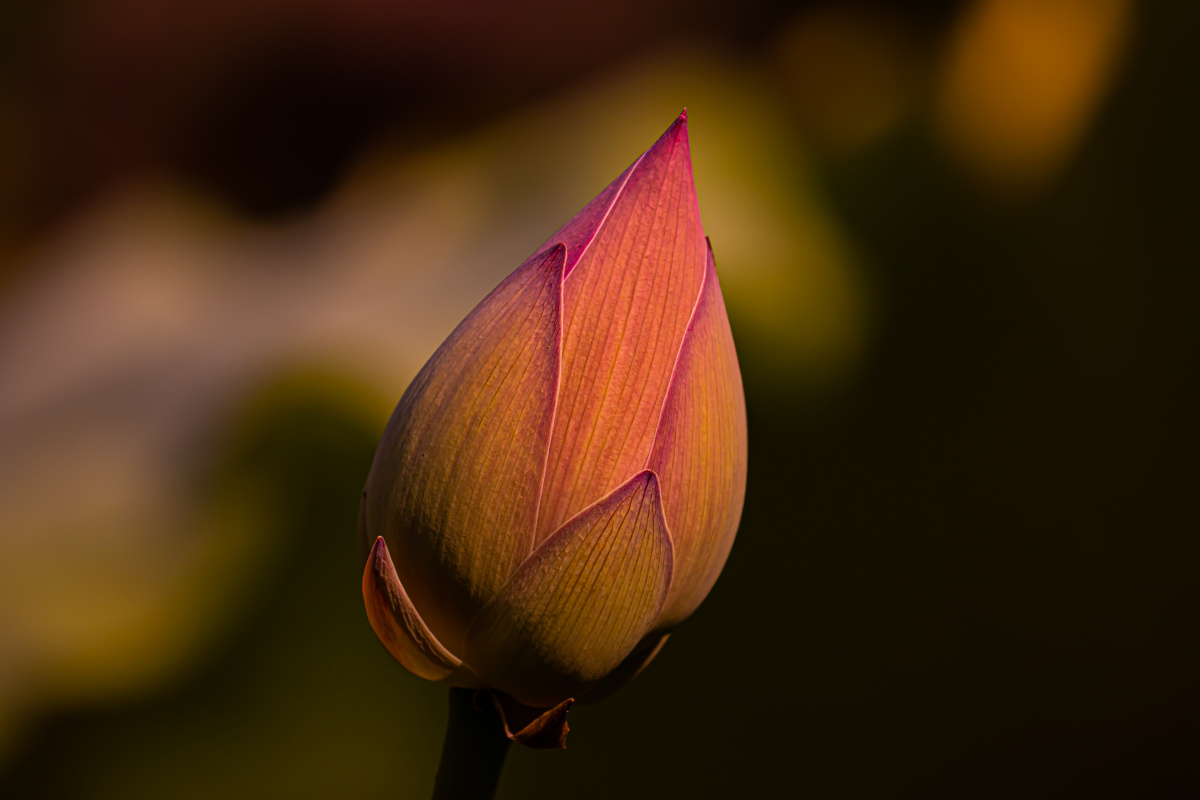 夕阳下荷花的花骨朵含苞待放