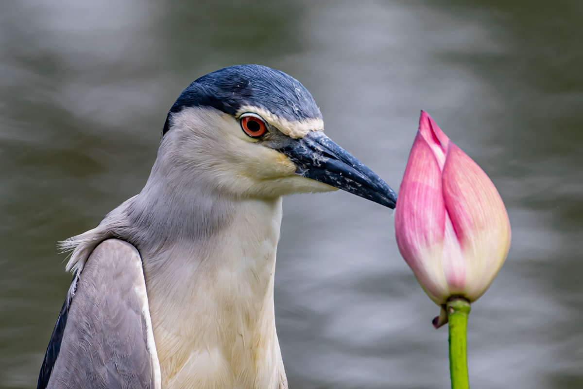 夜鹭目不转睛的盯着含苞待放的荷花