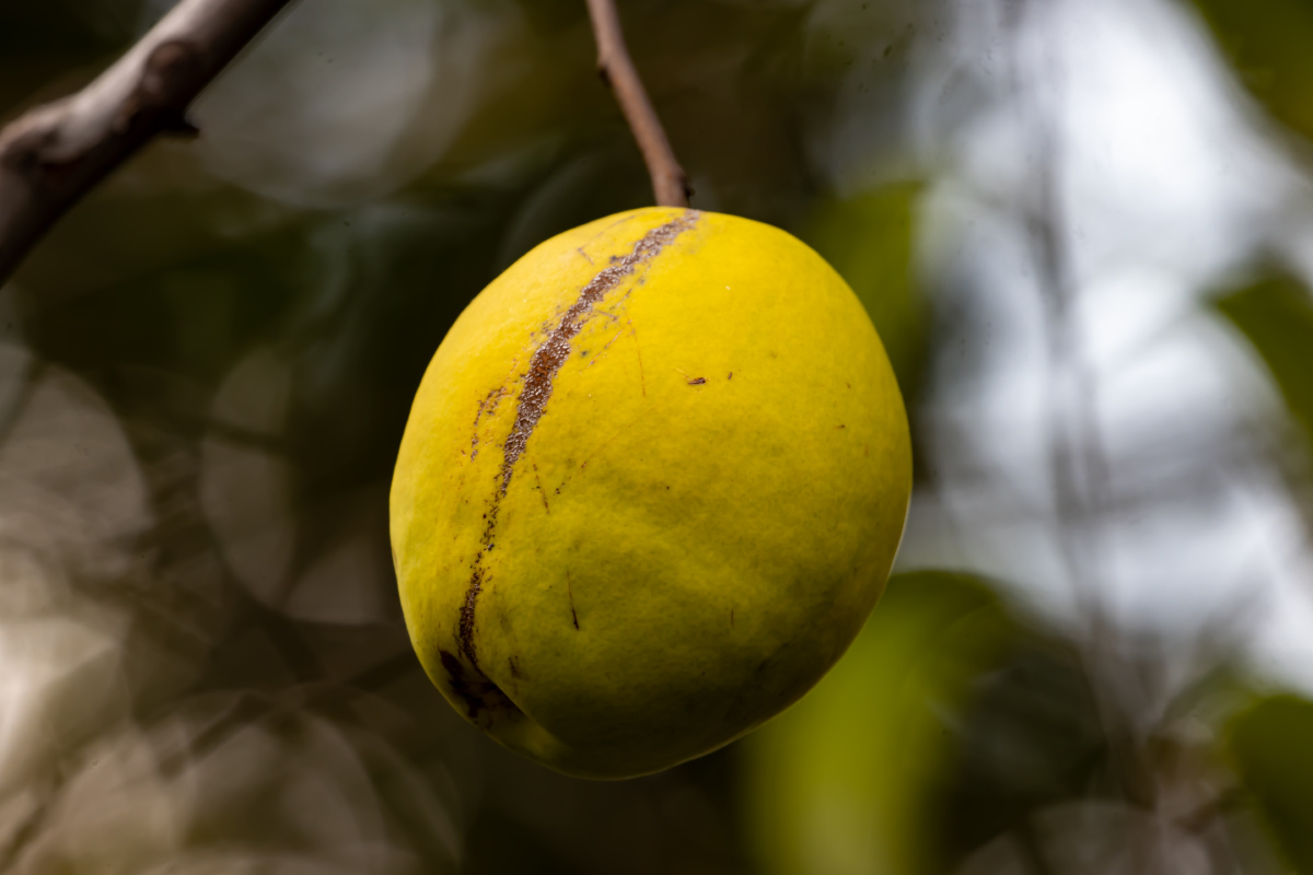 木瓜原来长这样呀有点儿像梨呢