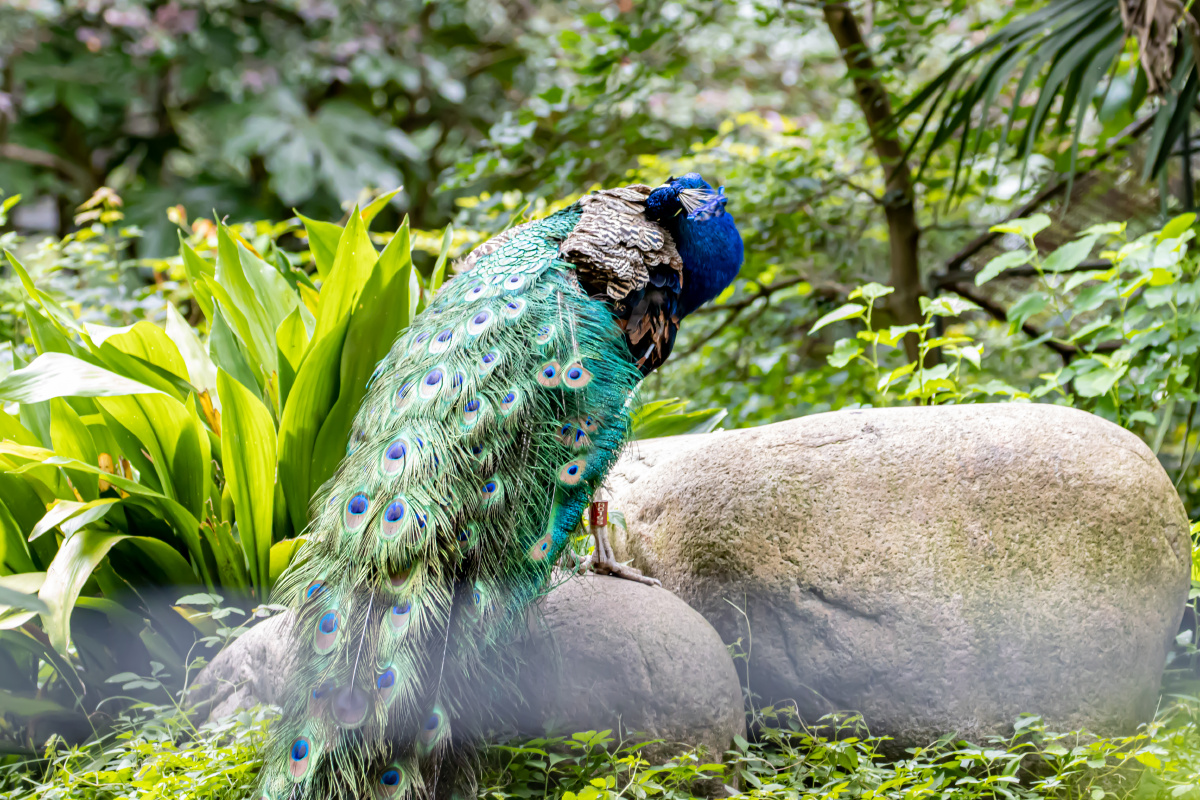 孔雀回头一牟百媚生