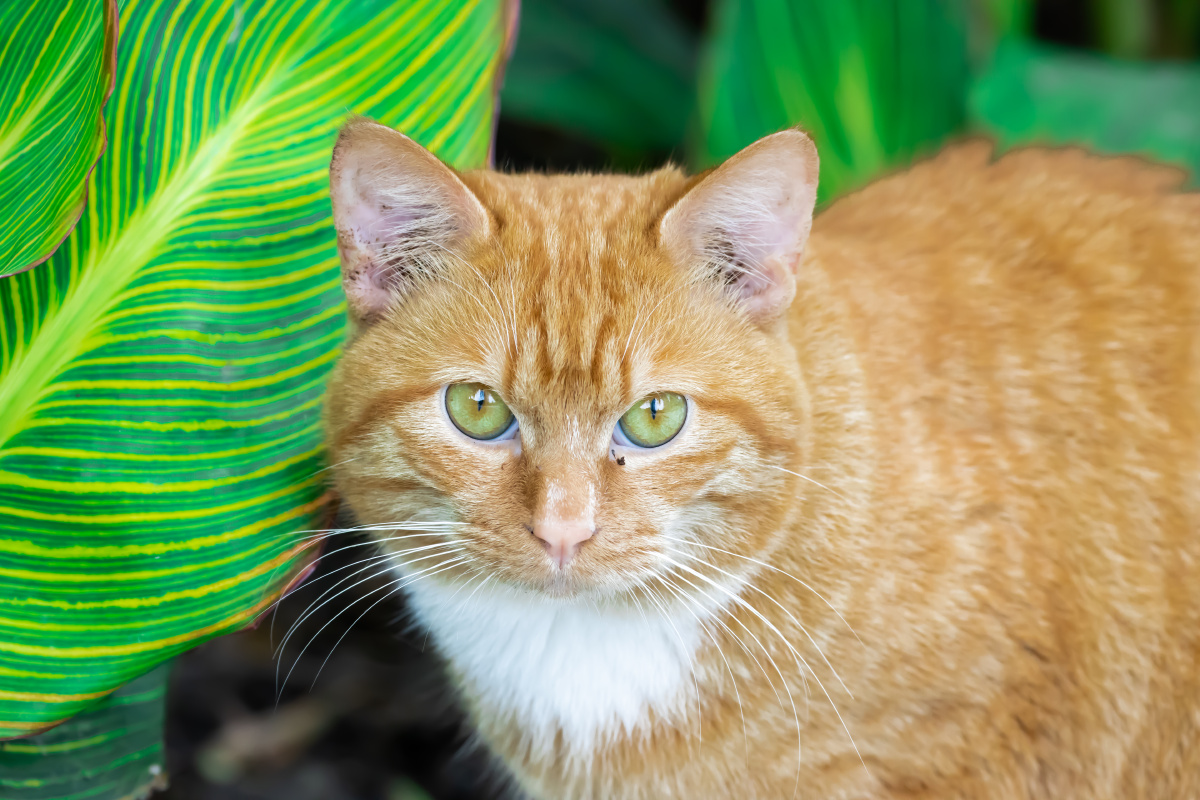 一只可爱的小猫