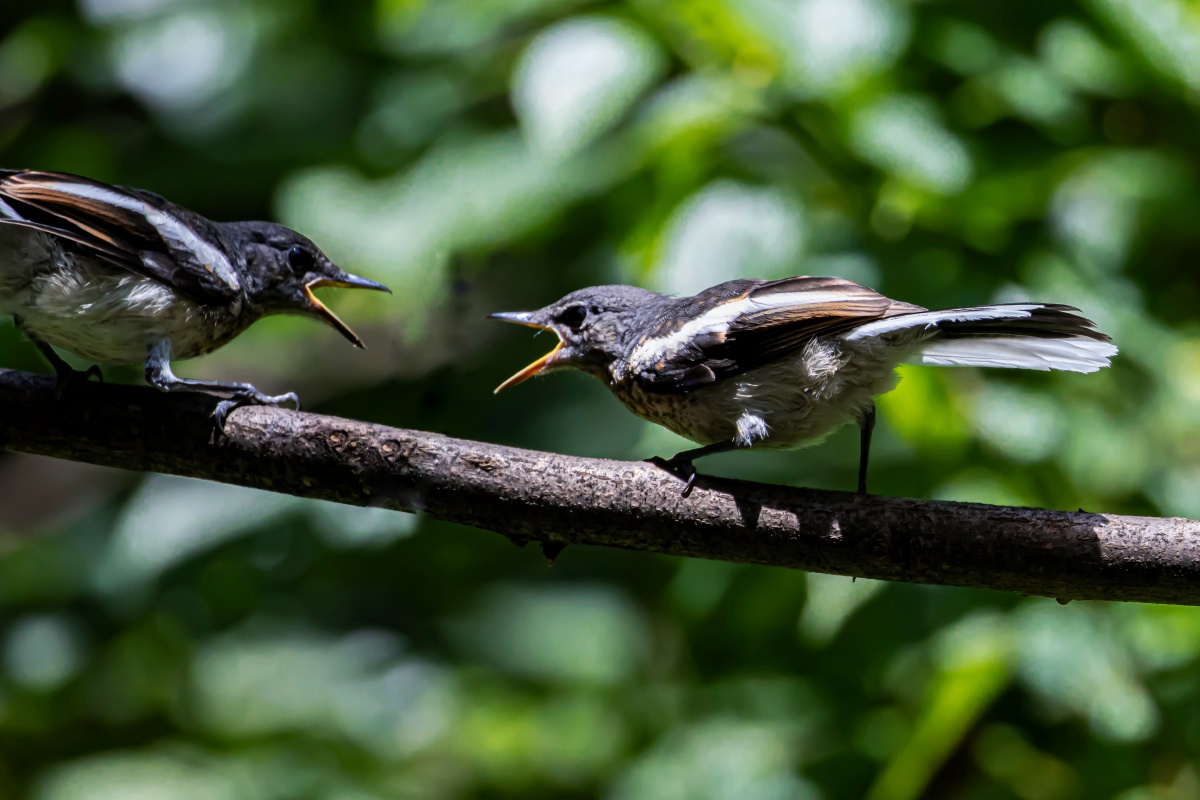 鹊鸲争论棕褐色羽毛是幼崽的特征