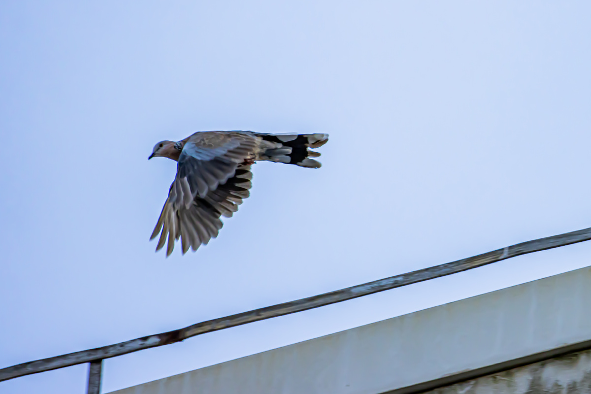 斑鸠在楼顶上起飞