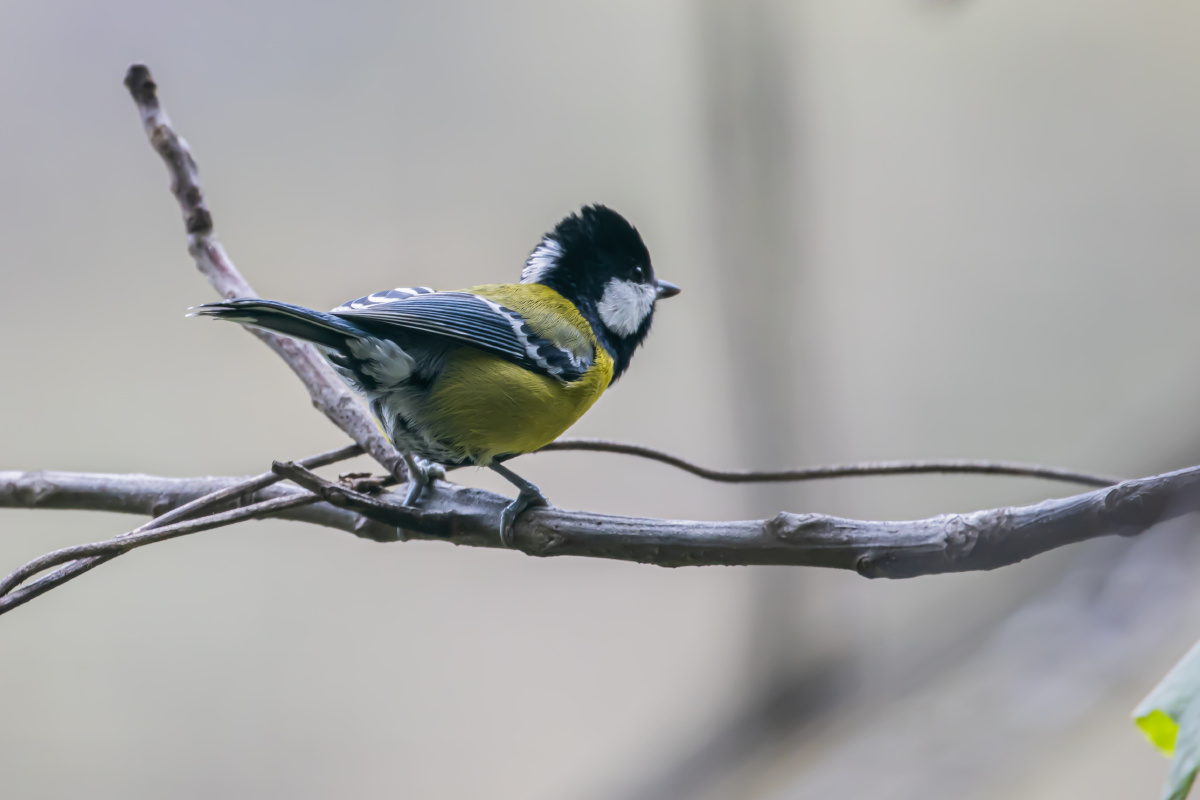 绿背山雀枝头远眺