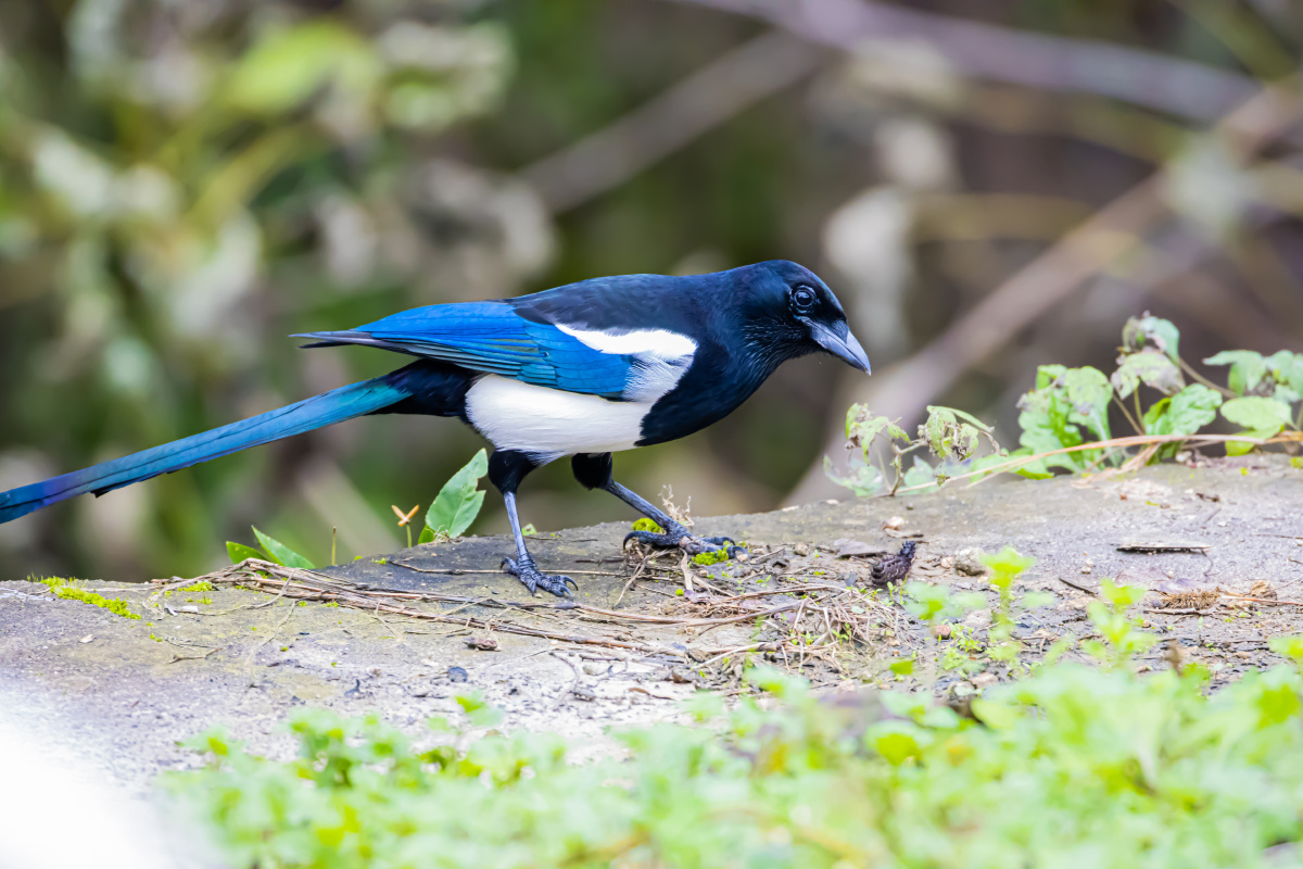 喜鹊捉到一条虫子放到地上慢慢享用