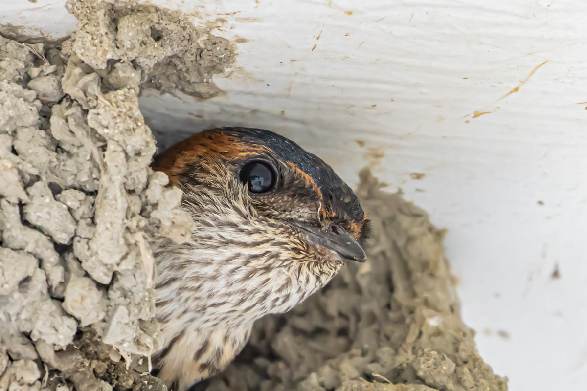 小燕子窝口探出头来