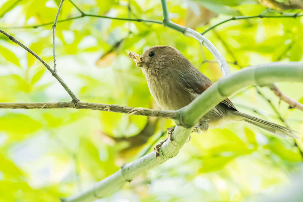 棕头鸦雀这是准备筑窝了