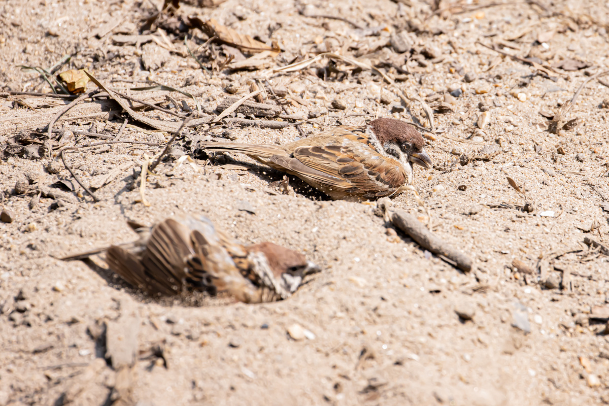 小麻雀在沙地上用沙子干洗澡呢