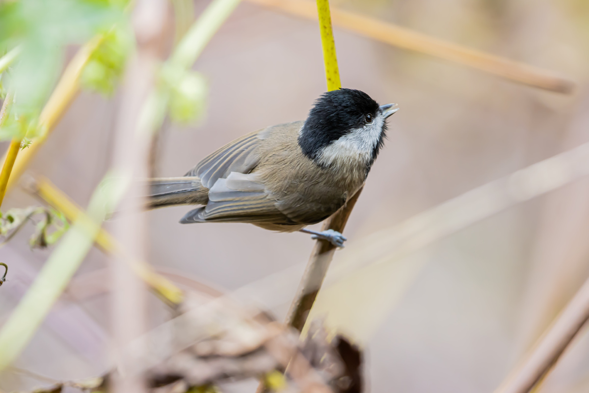 黑喉山雀第一次见到祥峪森岭公园秦岭西安