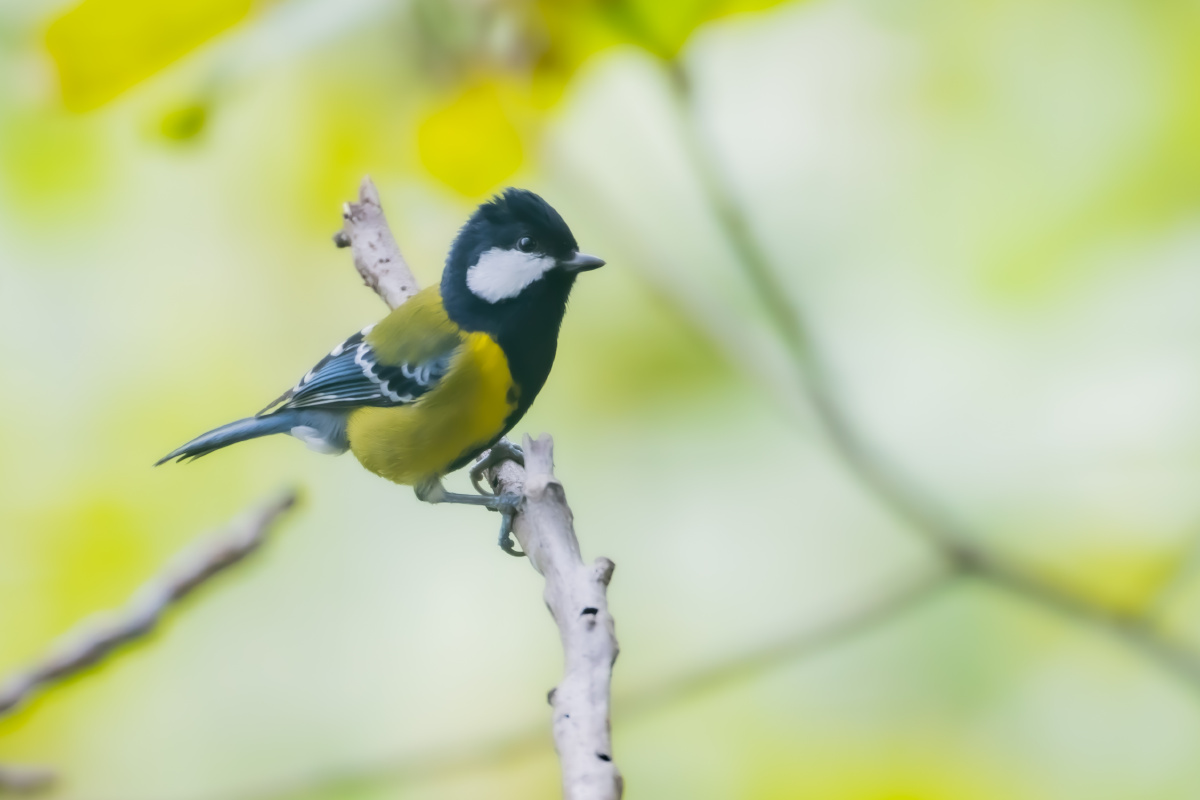 绿背山雀：枝头小憩。