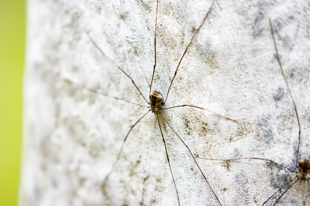 蜘蛛好长的腿祥峪森岭公园秦岭西安