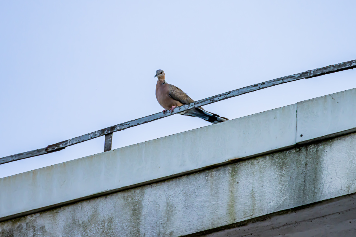 斑鸠在楼顶上起飞