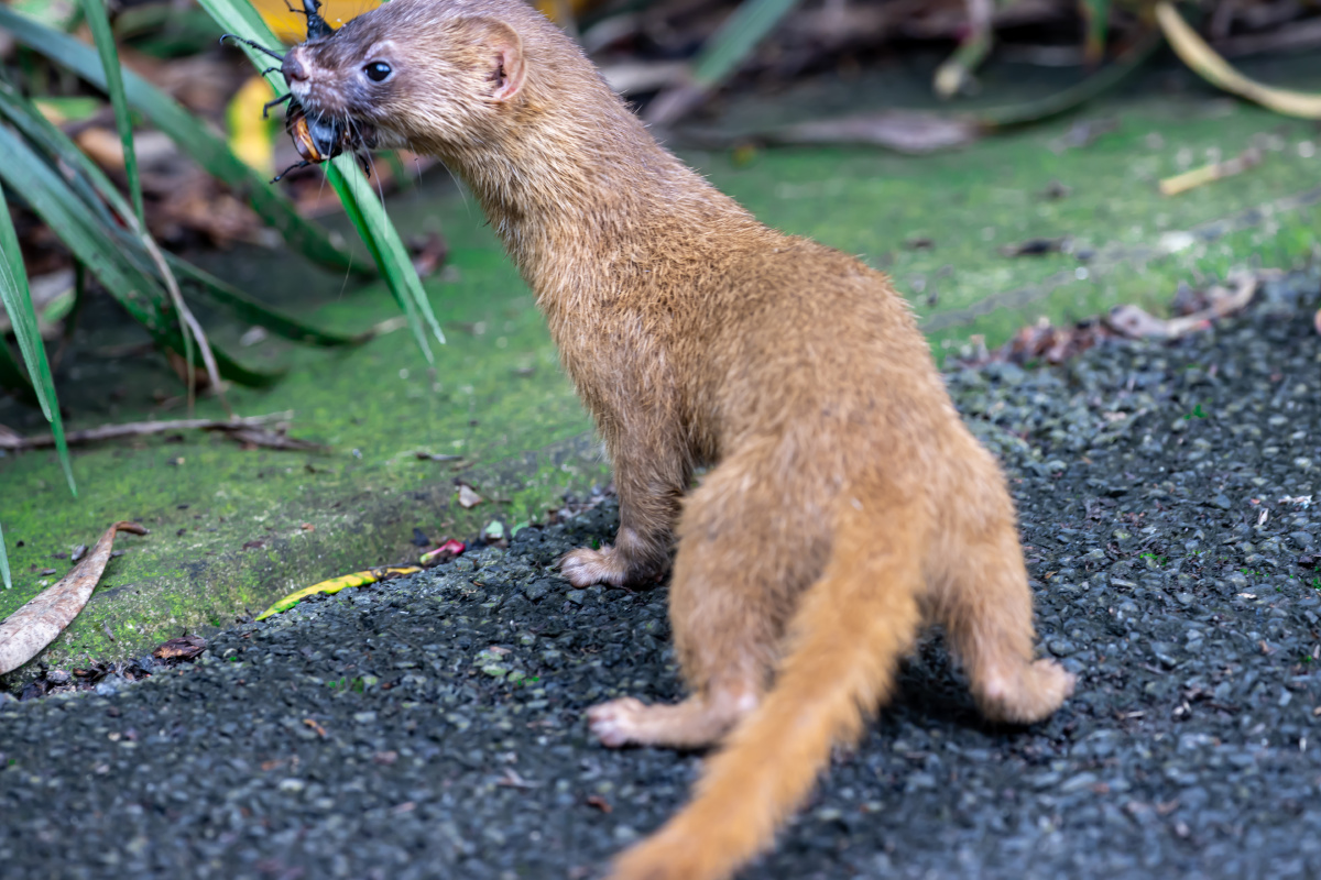 黄鼠狼抓到一个大甲壳虫杨浦公园这只黄鼠狼突然出现在