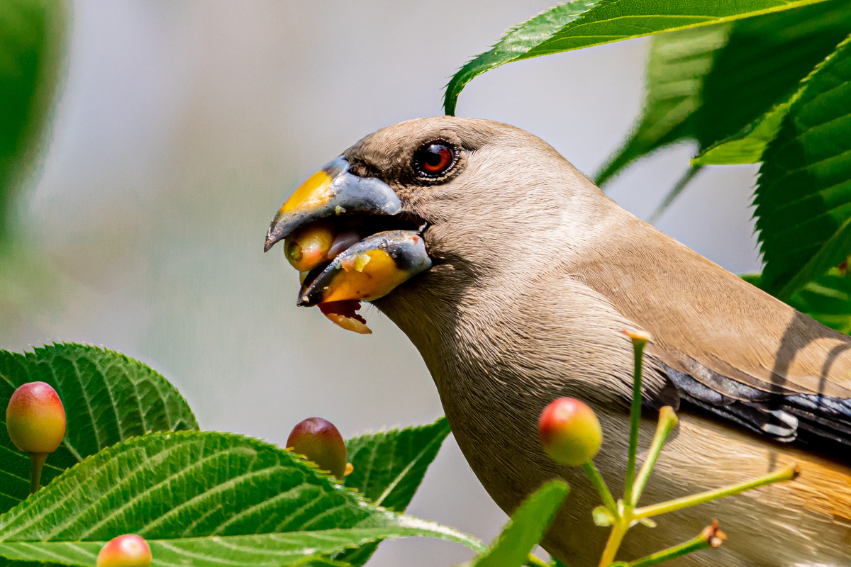 黑尾蜡嘴雀:枝间,吃樱桃.(雌鸟)