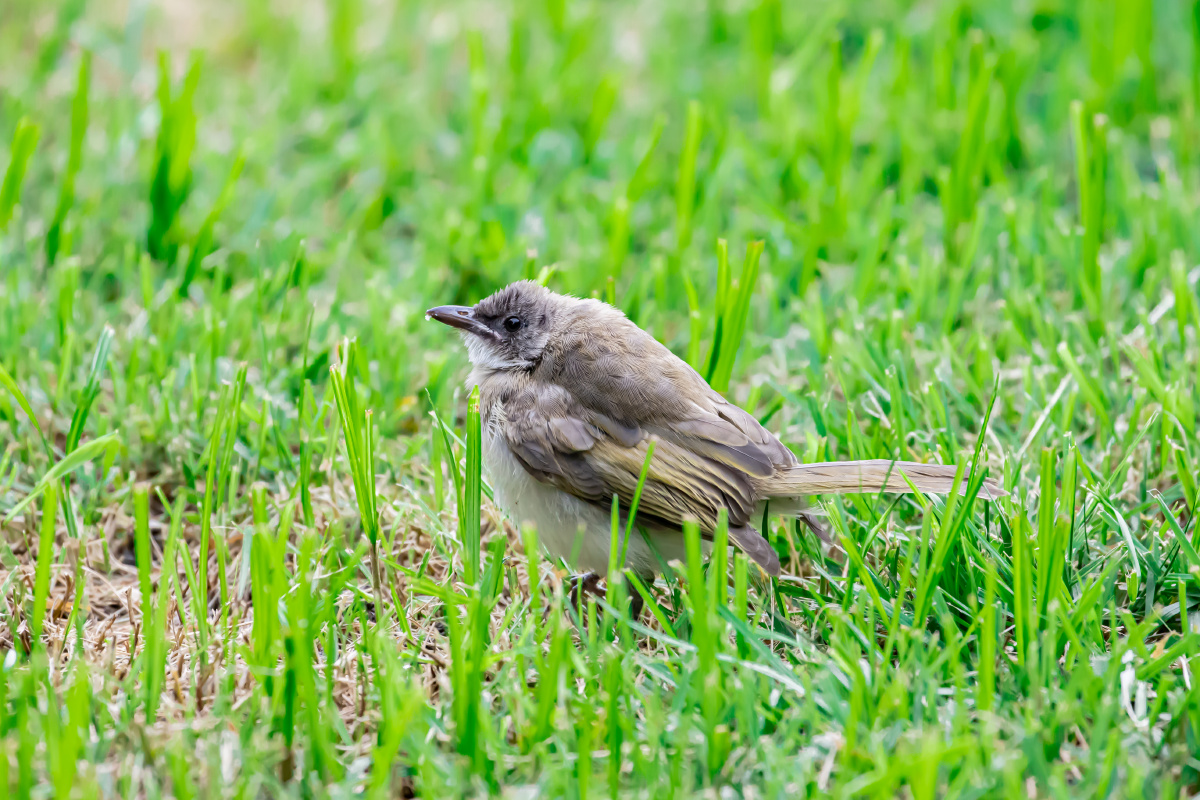 白头翁幼崽:等着妈妈回来喂食,这也太胖了点儿吧.