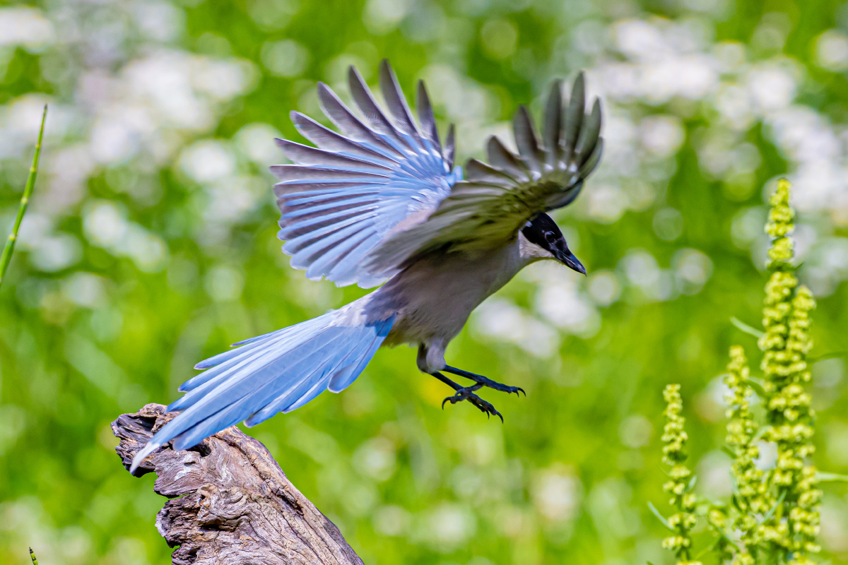 灰喜鹊展翅飞行
