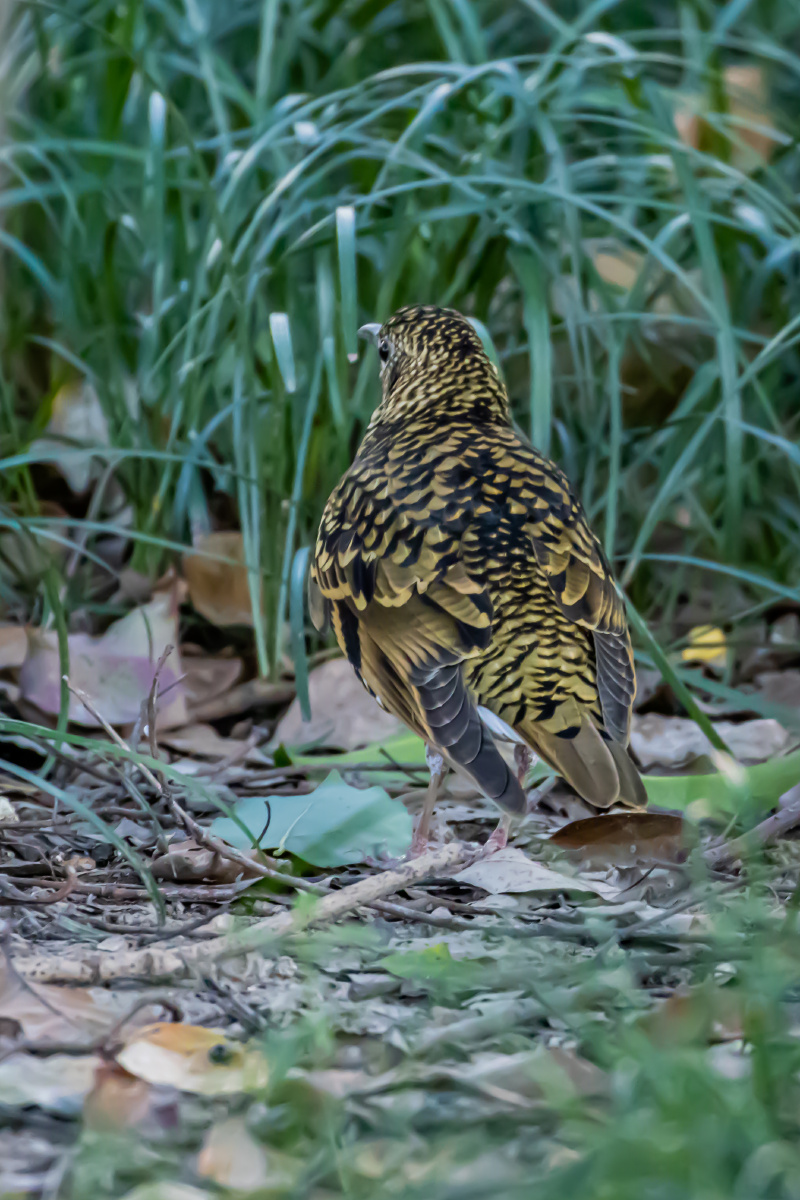 怀氏虎鸫树林间的地上觅食