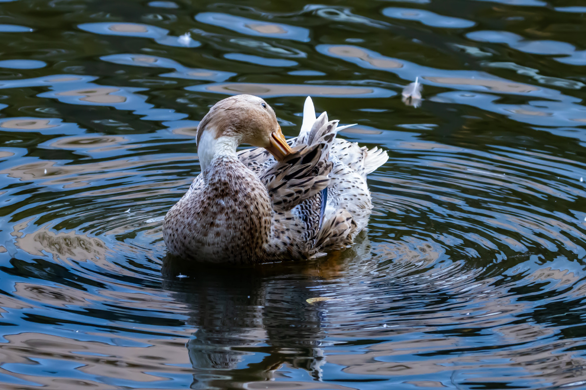 绿头鸭梳理羽毛
