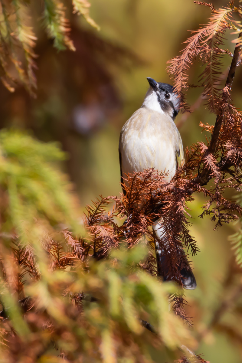 白头翁昂首挺胸枝头仰望