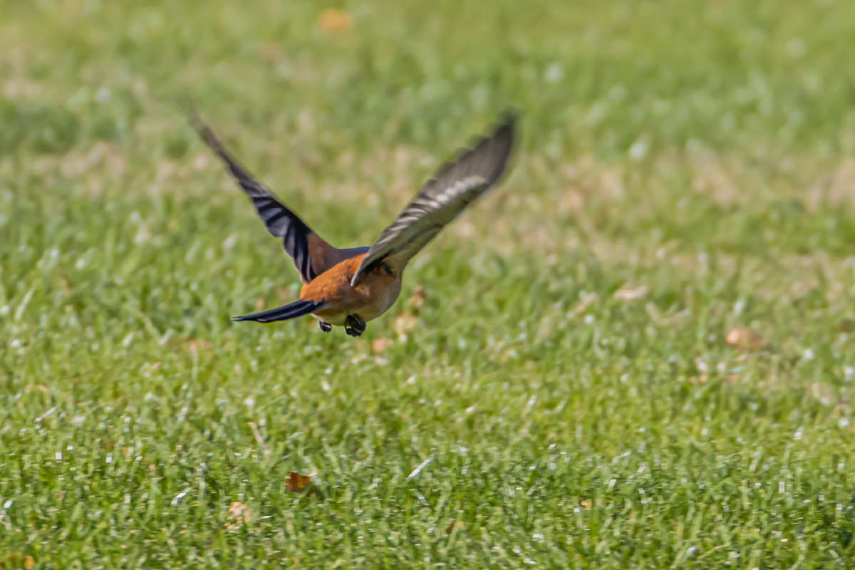 棕背伯劳飞走了